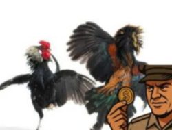 Maraknya Perjudian Sambung ayam Desa Karangsoko Trenggalek Tak Tersentuh Aparat Penegak Hukum (APH)